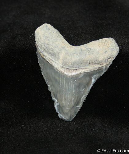Serrated Bone Valley Meg Tooth #734